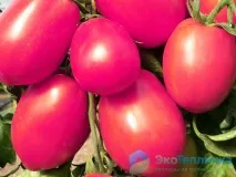 Кращі нові сорти та гібриди рожевих томатів для теплиць рожевих