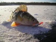 Lucky John Fin – уловистий балансир Salmo