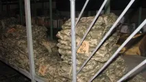 живе