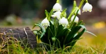 Дрібноцибульні вибір сортів та вирощування, GreenMarket greenmarket