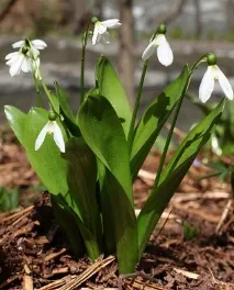 Дрібноцибульні вибір сортів та вирощування, GreenMarket дрібноцибульні