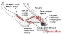 М’язовий затискач затискач