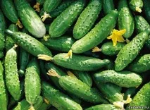МОЯ ДАЧА днів
