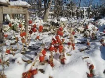Мій настрій ненароком