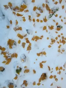 Мій настрій пішов пішов