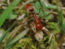 Мурашки-амазонки або мурахи-рабовласники (лат мурашки-амазонки