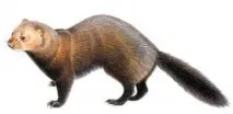 Норка