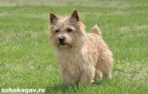 Норвіч тер’єр собака може
