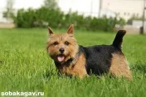 Норвіч тер’єр собака собака