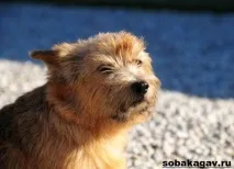 Норвіч тер’єр собака норвіч