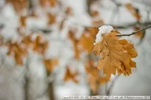 Canon EOS 600D 600d