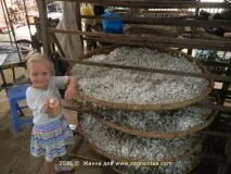 Про виробництво шовку або як ми рятували тутового шовкопряда рятували