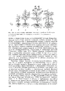 Онтогенез рослин онтогенез
