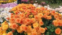 Осінні квіти в саду назви основних видів та сортів рослин з фото осінні