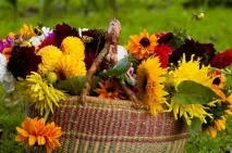Осінні квіти в саду назви основних видів та сортів рослин з фото саду