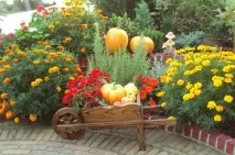 Осінні квіти в саду назви основних видів та сортів рослин з фото основних