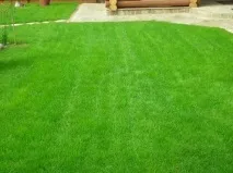 Основні види та класифікація газонів з фотографіями фотографіями