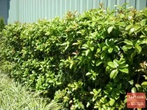 Османтус (Osmanthus) Османтус