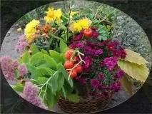 Осінні квіти в саду назви основних видів та сортів рослин з фото видів