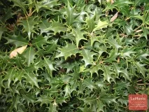 Османтус (Osmanthus) Османтус