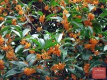 Османтус (Osmanthus) osmanthus