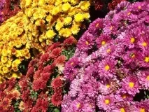 Осінні квіти в саду назви основних видів та сортів рослин з фото осінні