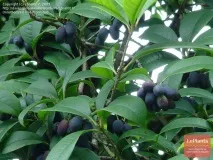 Османтус (Osmanthus) Османтус