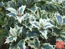 Османтус (Osmanthus) Османтус