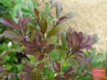 Османтус (Osmanthus) Османтус