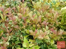 Османтус (Osmanthus) Османтус