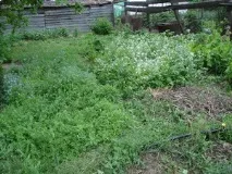 Про сидератів сидерати