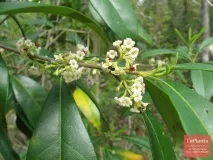 Османтус (Osmanthus) Османтус
