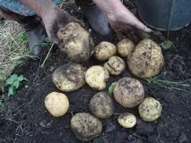 Про сидератів сидерати