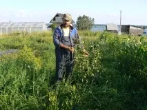 Про сидератів ґрунту