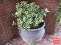 Османтус (Osmanthus) osmanthus