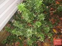 Османтус (Osmanthus) Османтус