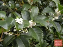 Османтус (Osmanthus) Османтус
