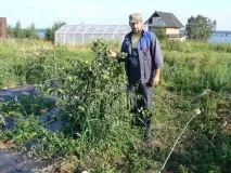 Про сидератів сидерати
