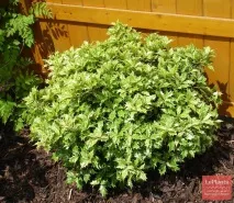 Османтус (Osmanthus) osmanthus