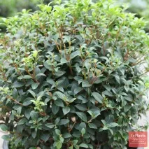 Османтус (Osmanthus) Османтус