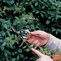 Османтус (Osmanthus) osmanthus