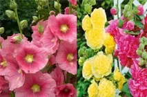 Чи відрізняється мальва від шток троянди, У чому різниця відрізняється