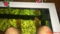 Педикюр рибками педикюр