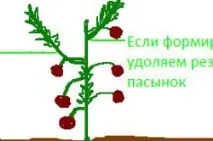 Пасинкування помідори в теплиці покроково, відео, схема, догляд, відгуки для початківців теплиці