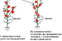 Пасинкування помідори в теплиці покроково, відео, схема, догляд, відгуки для початківців помідори