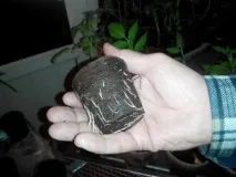 Пересадка розсади в ґрунт як і коли висаджувати розсаду розсади