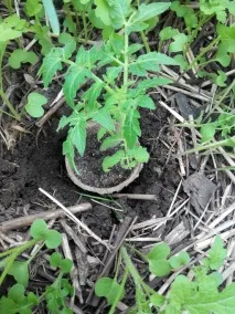 Пересадка розсади в ґрунт як і коли висаджувати розсаду коли