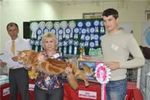 Розплідник мейнкунів Шоколад розплідник