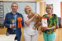 Розплідник мейнкунів Шоколад мейнкунів