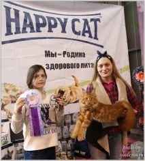 Розплідник мейнкунів Шоколад мейнкунів